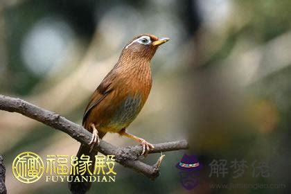 養鳥風水|许少锋: 養鳥的風水禁忌